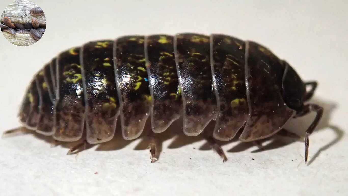why are woodlouse in my house