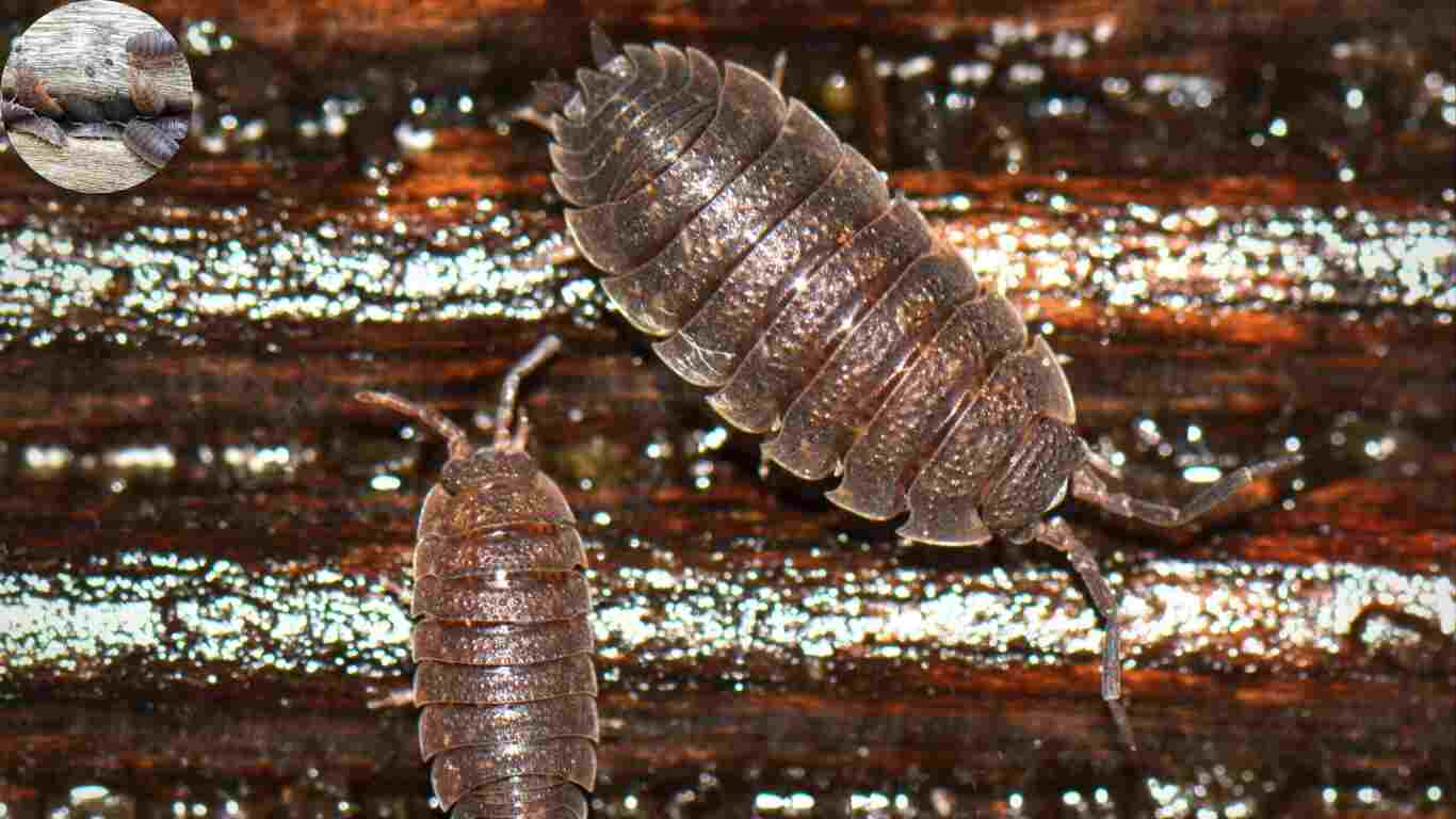 why are woodlouse in my house