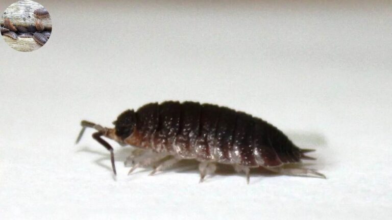 why are woodlouse in my house