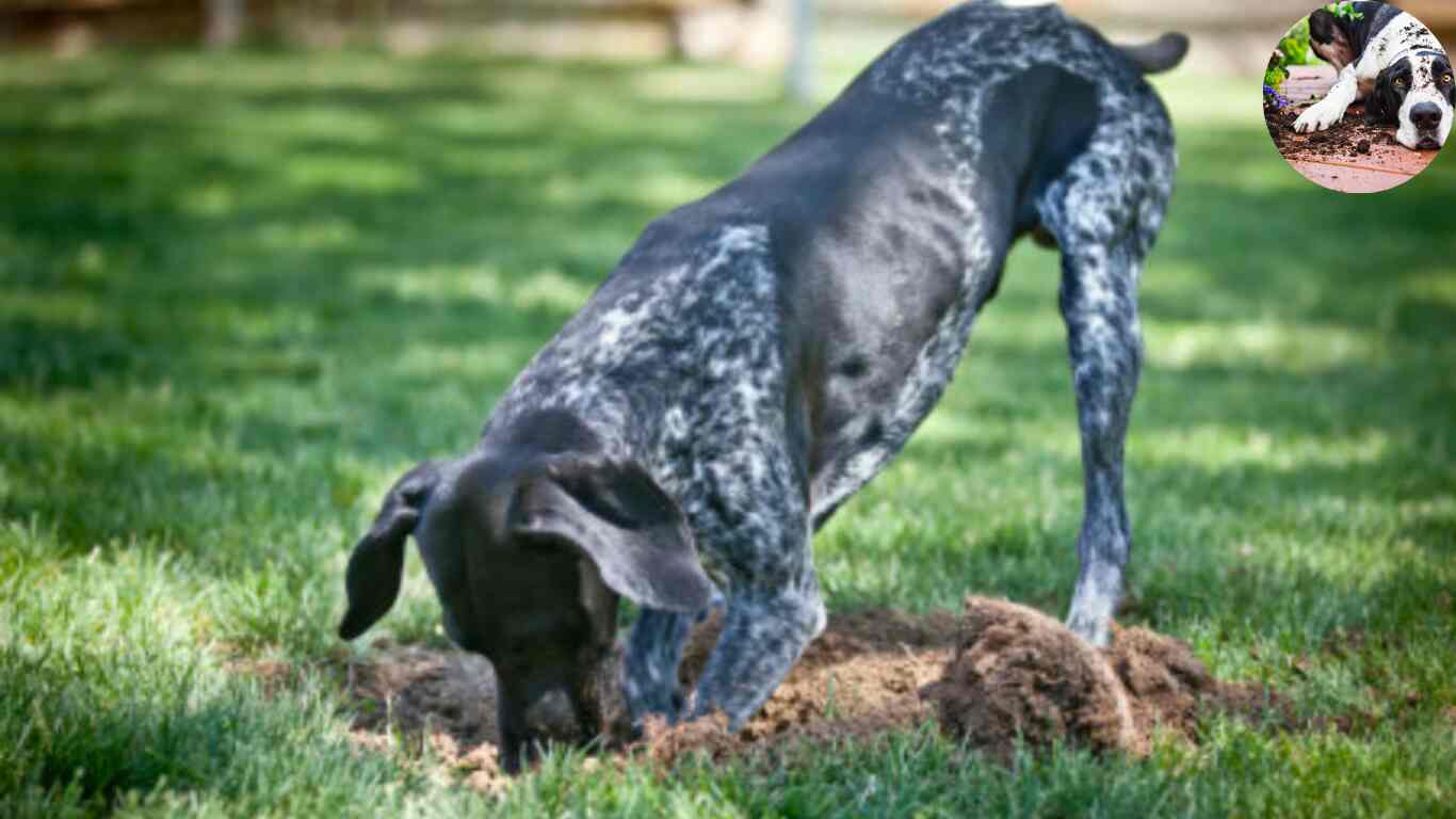 why is my dog digging in the house