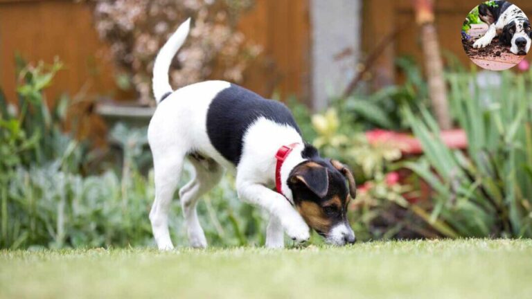 why is my dog digging in the house