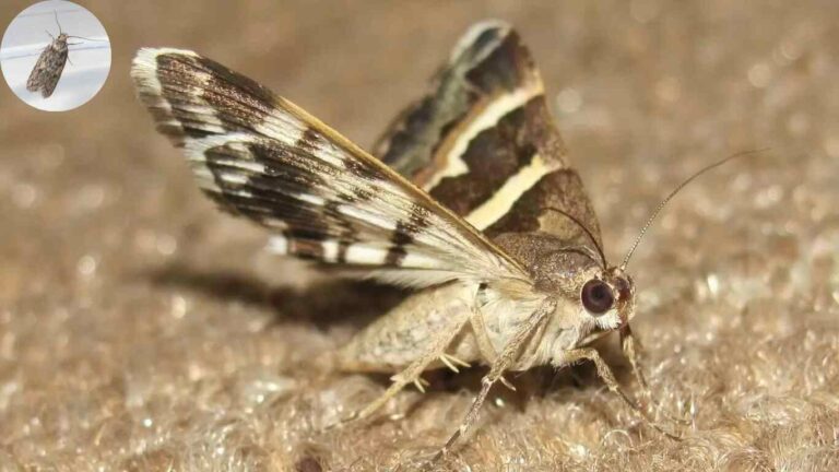 moths in my house where are they coming from