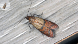 moths in my house where are they coming from