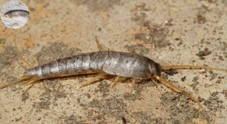 how do silverfish get in the house