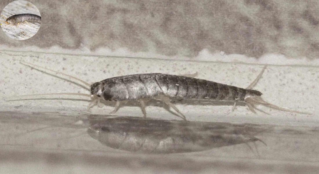 how do silverfish get in the house