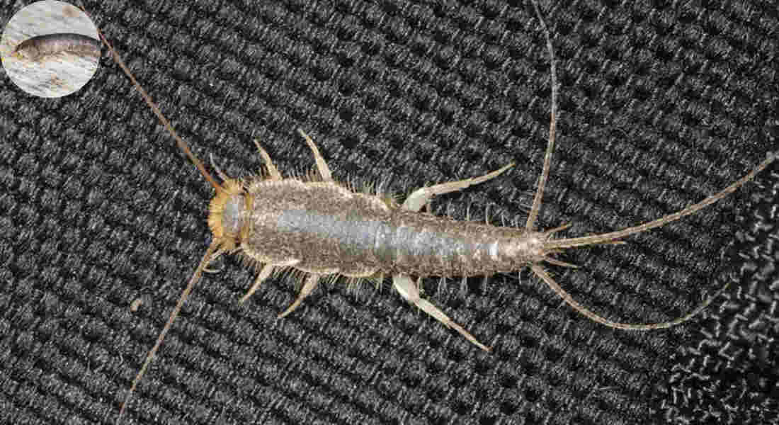 how do silverfish get in the house