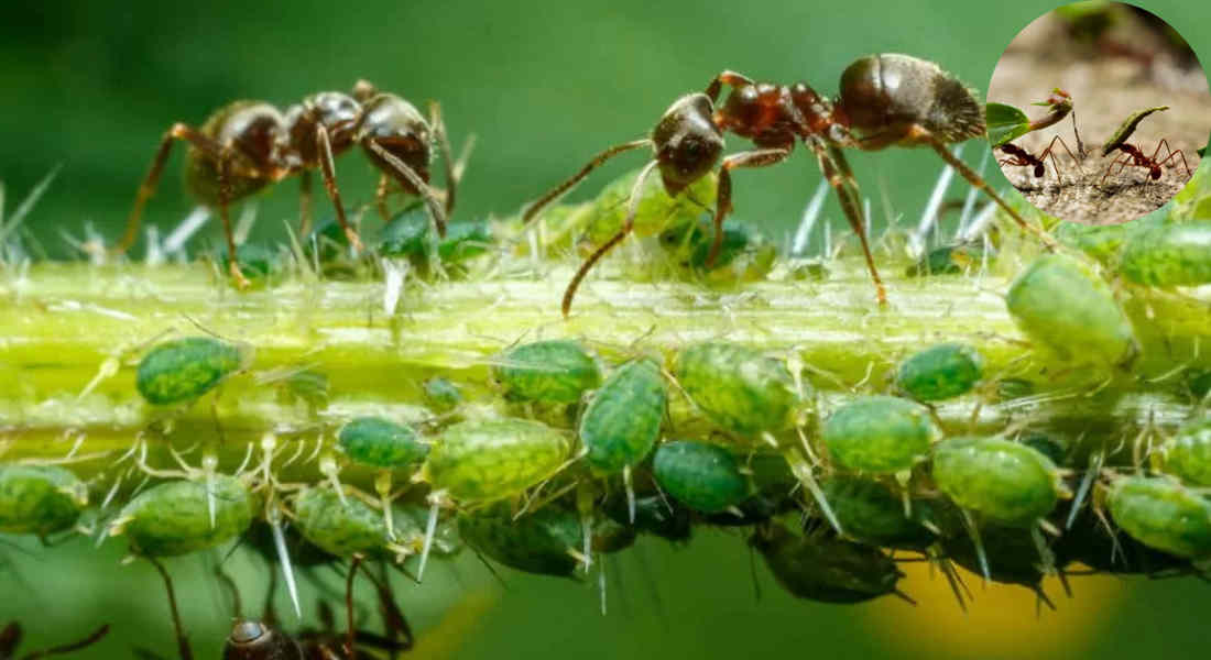 are ants good for the house garden uk