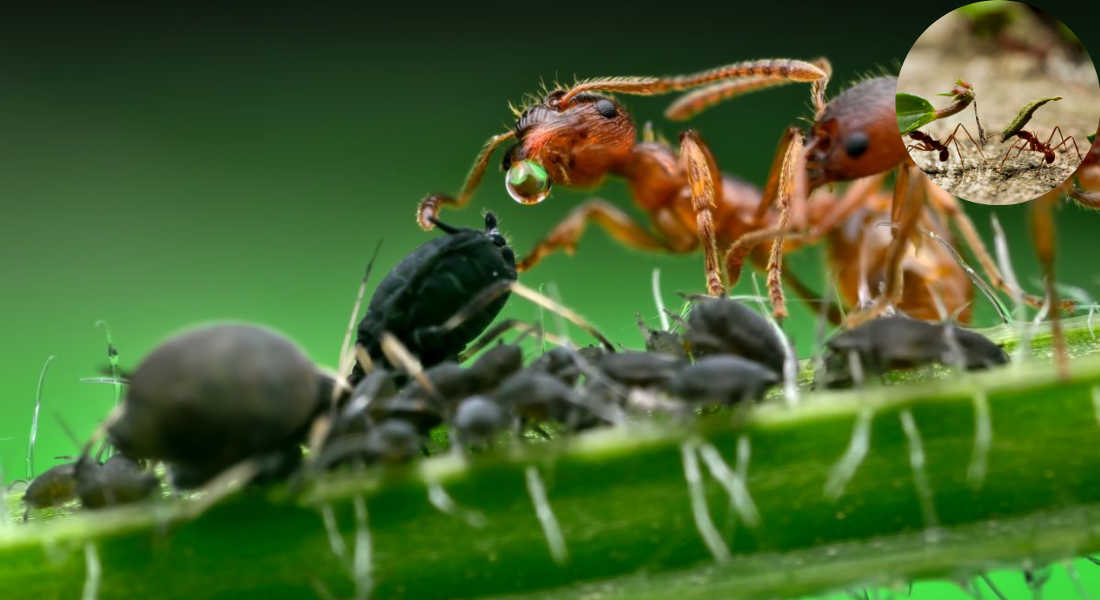 are ants good for the house garden uk