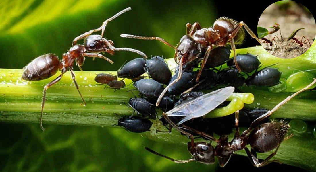 are ants good for the house garden uk