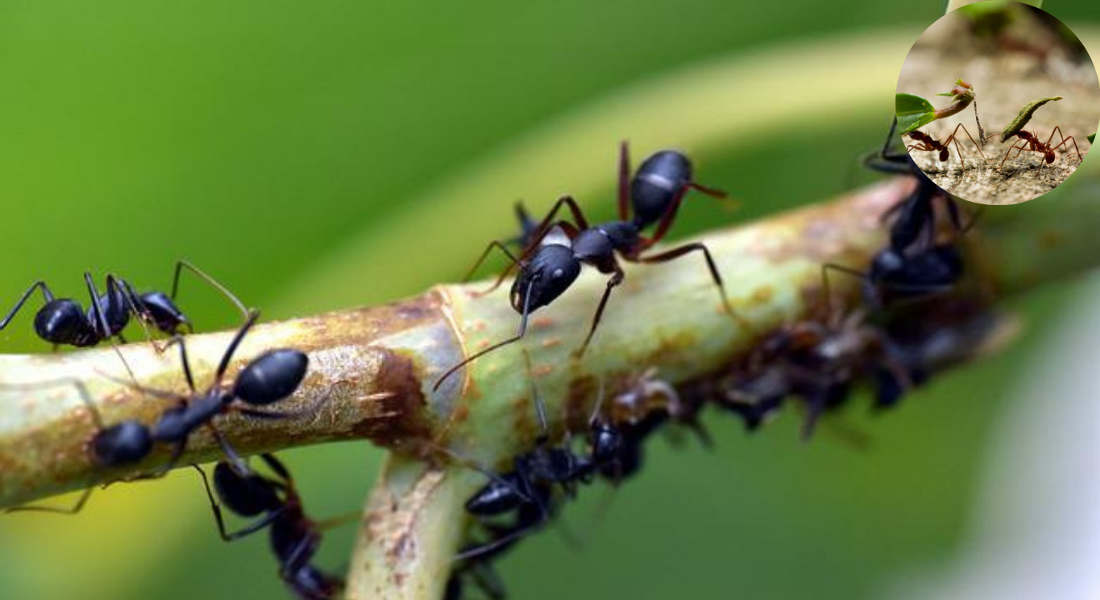 are ants good for the house garden uk