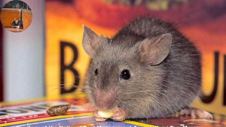 why do mice come in the house in the summer