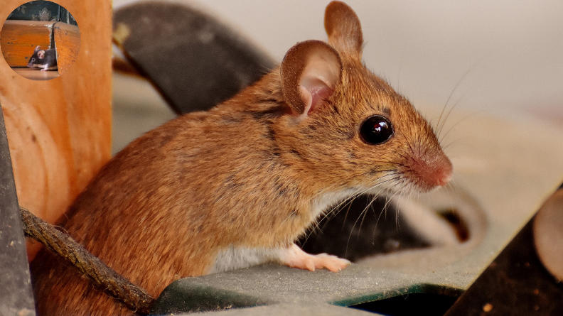 why do mice come in the house in the summer