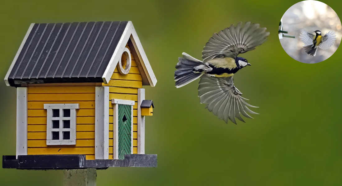 how to attract jays to your house garden uk