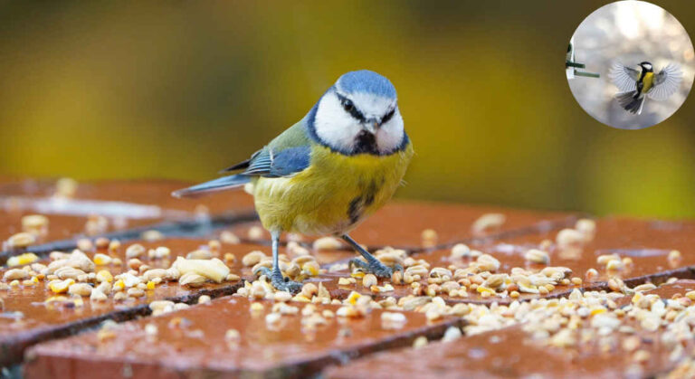 how to attract jays to your house garden uk