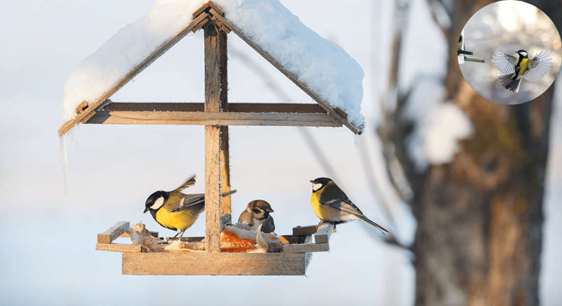 how to attract jays to your house garden uk