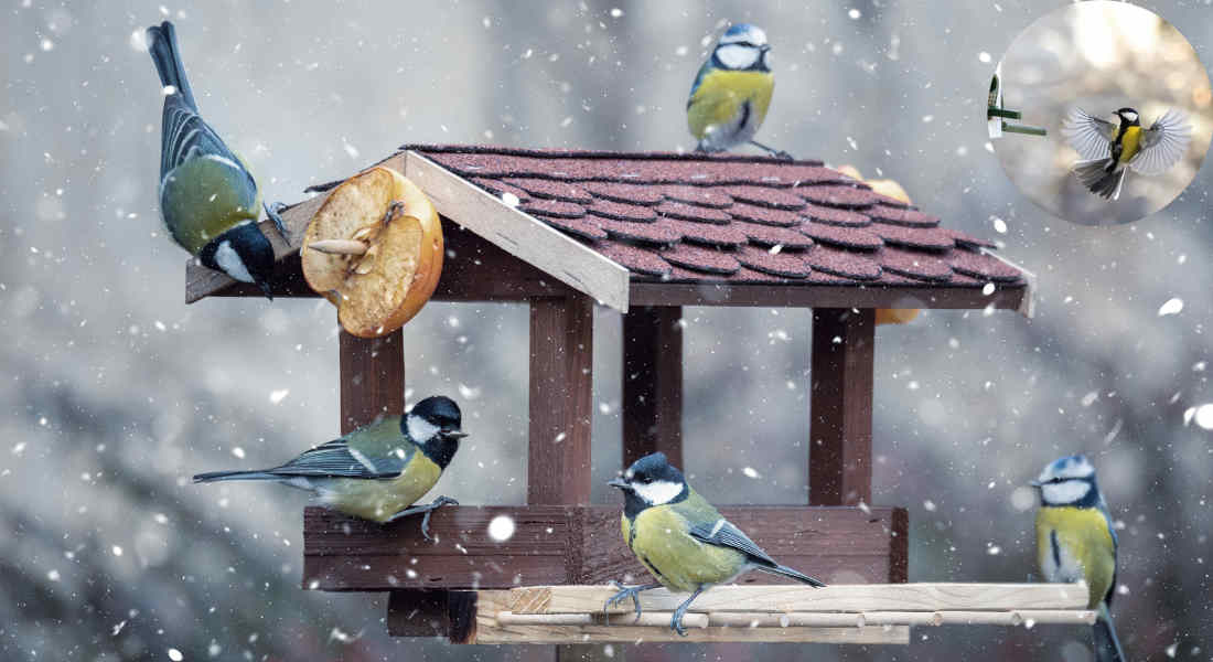 how to attract jays to your house garden uk