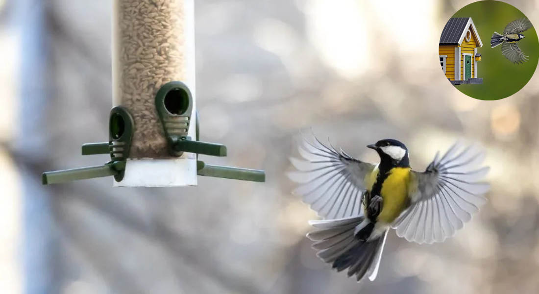 how to attract jays to your house garden uk