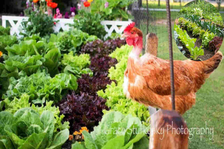 how to protect house vegetable garden from animals