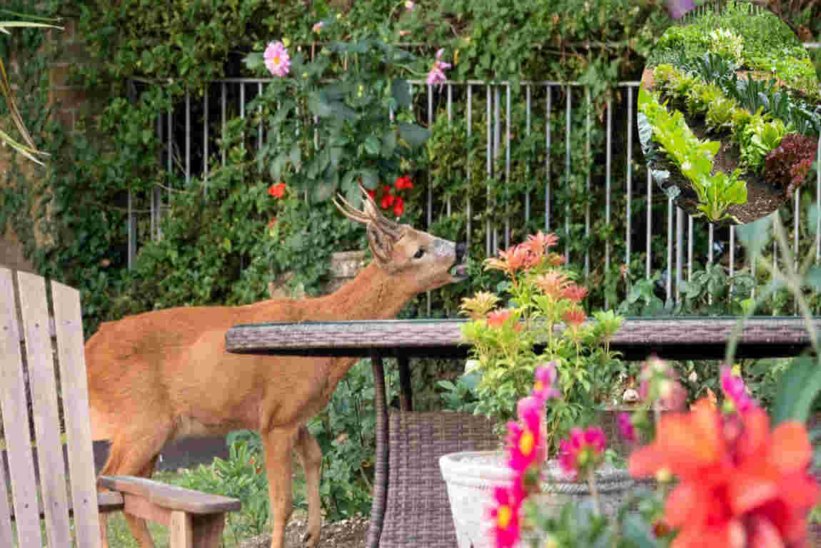 how to protect house vegetable garden from animals