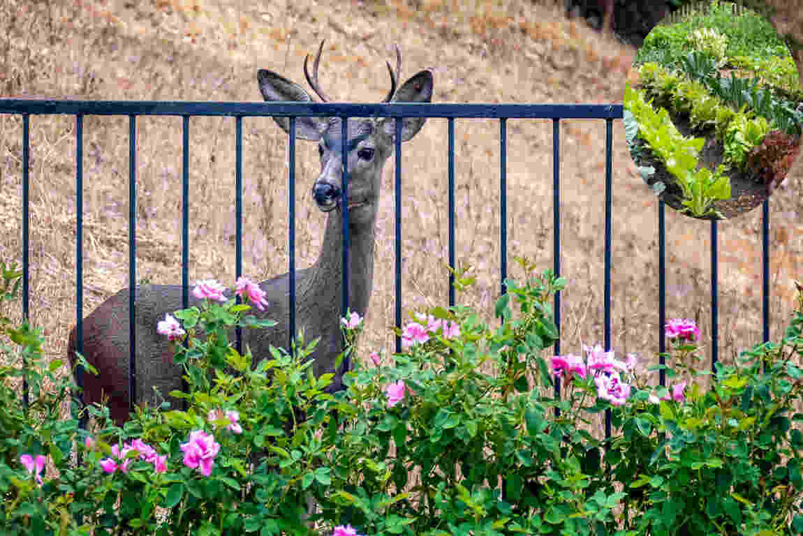 how to protect house vegetable garden from animals