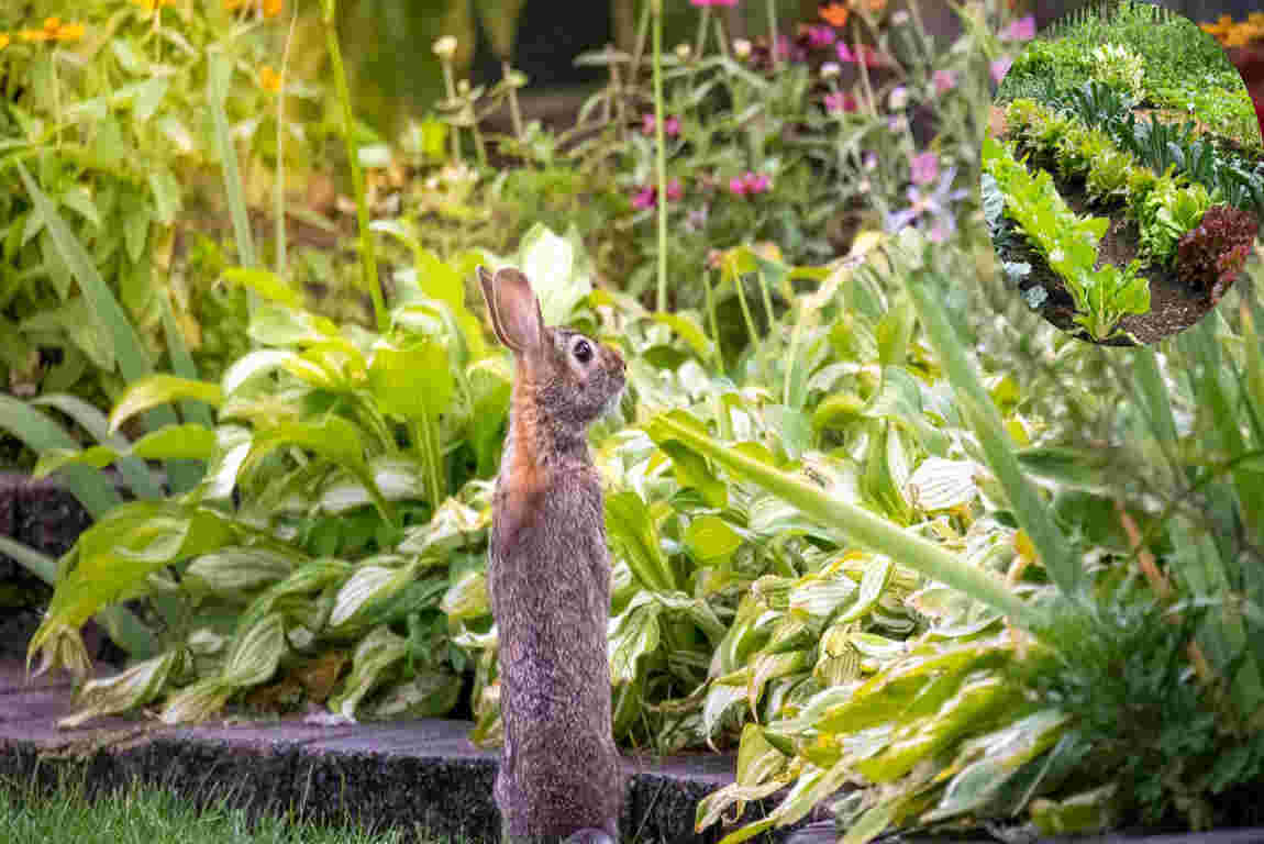 how to protect house vegetable garden from animals