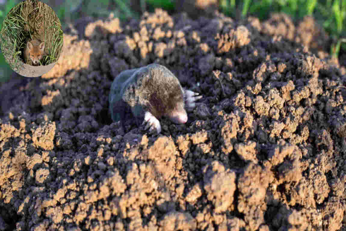 what is digging small holes in my house garden uk