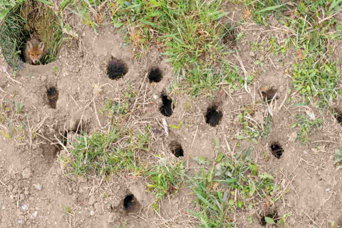 what is digging small holes in my house garden uk