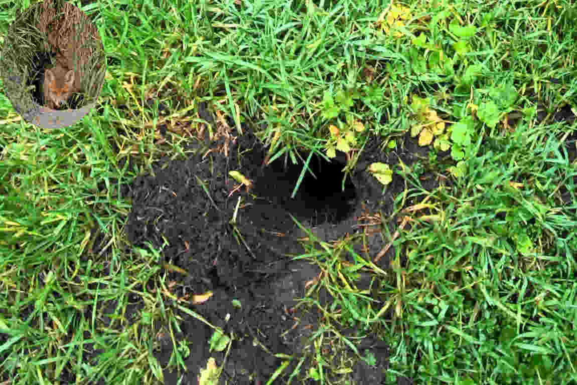 what is digging small holes in my house garden uk
