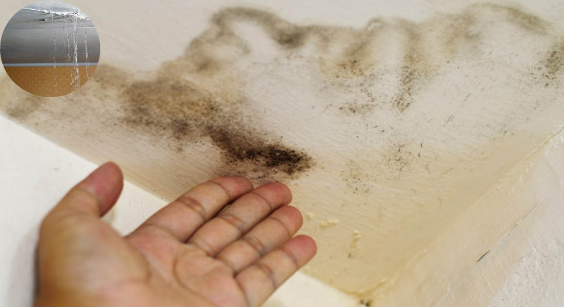 will a leak in the house roof cause mold