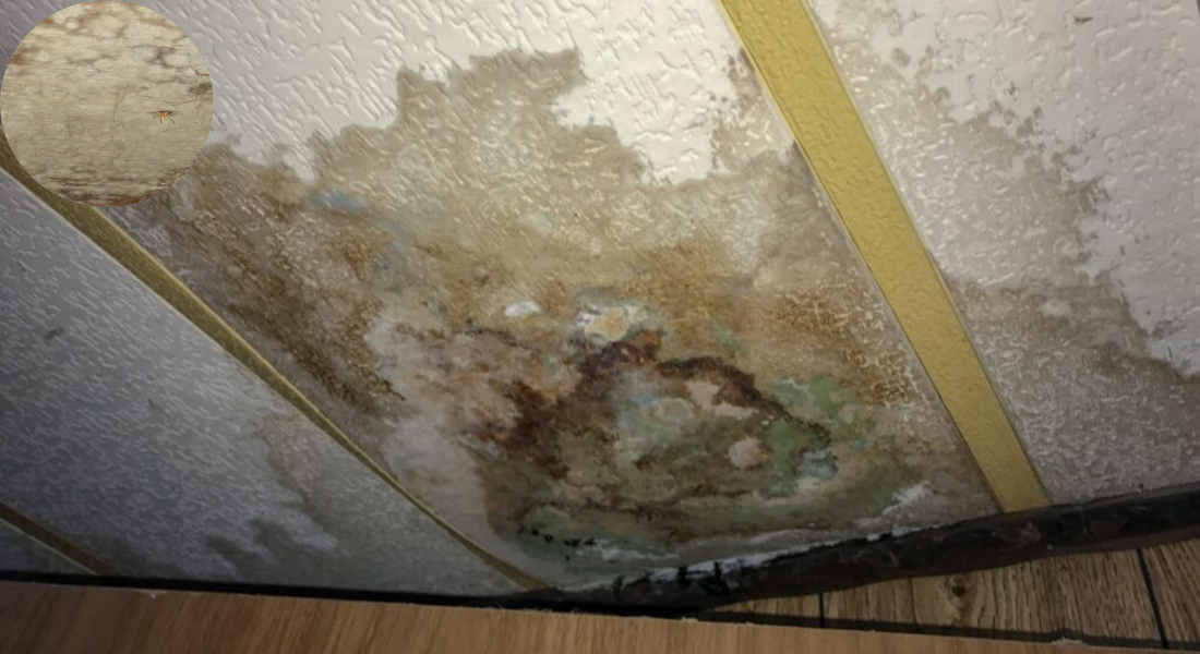 will a leak in the house roof cause mold